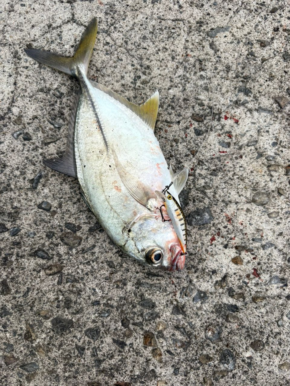 SHIMANO 19セフィア SS S83Mの最安値・インプレ・釣果 | 本音の口コミ