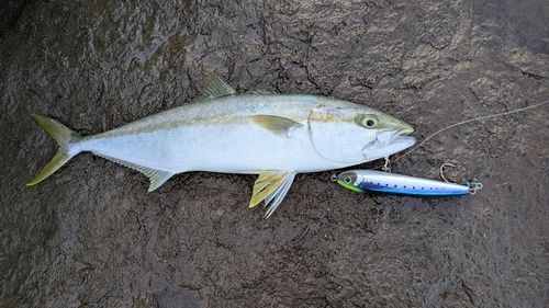 ヒラマサの釣果