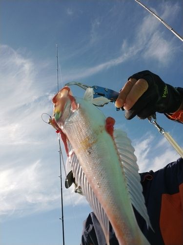 アマダイの釣果