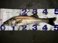 シーバスの釣果