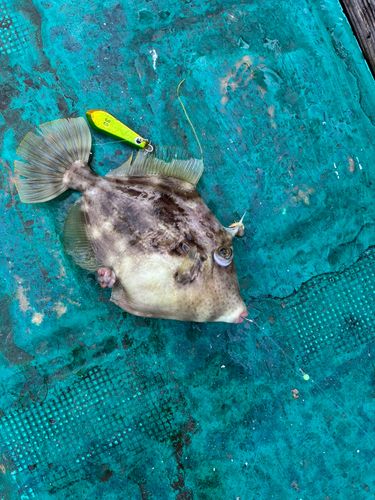 カワハギの釣果