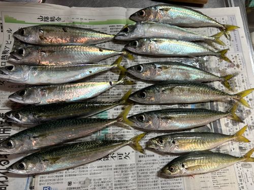 サバの釣果
