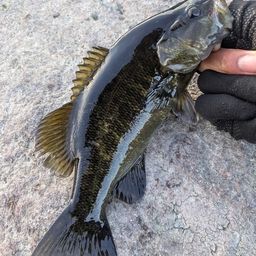 スモールマウスバス