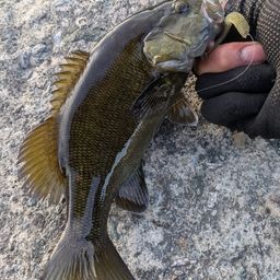 スモールマウスバス