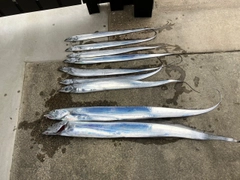 タチウオの釣果