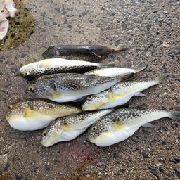 ショウサイフグ