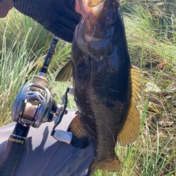 スモールマウスバス