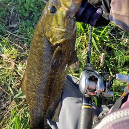 スモールマウスバス