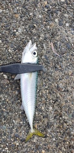 サバの釣果