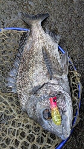 チヌの釣果