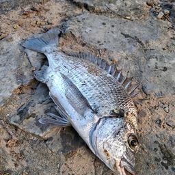 ミナミクロダイ