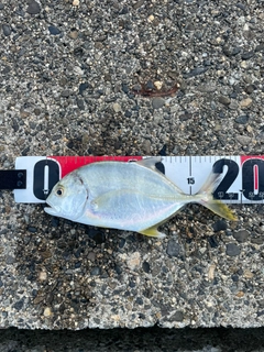 ヒラアジの釣果