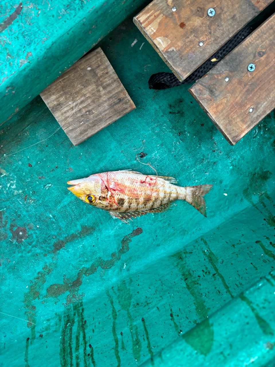 detakaさんの釣果 3枚目の画像