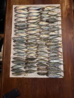 アジの釣果