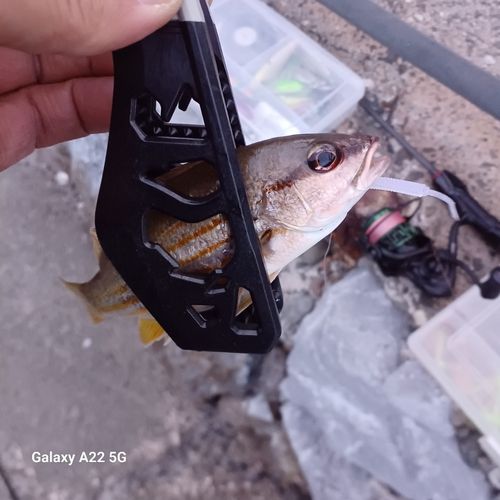 クロホシフエダイの釣果