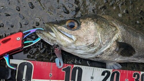 スズキの釣果