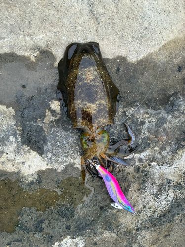 アオリイカの釣果
