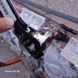 セイゴ（ヒラスズキ）