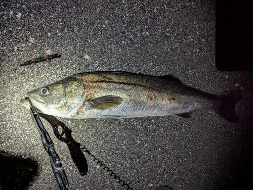 マルスズキの釣果