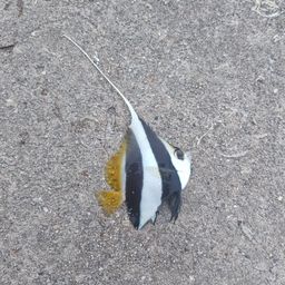 オニハタタテダイ