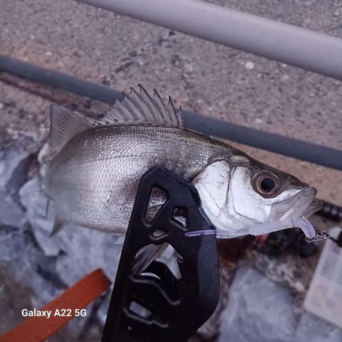 セイゴ（ヒラスズキ）の釣果