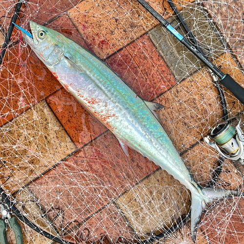 日明海峡釣り公園