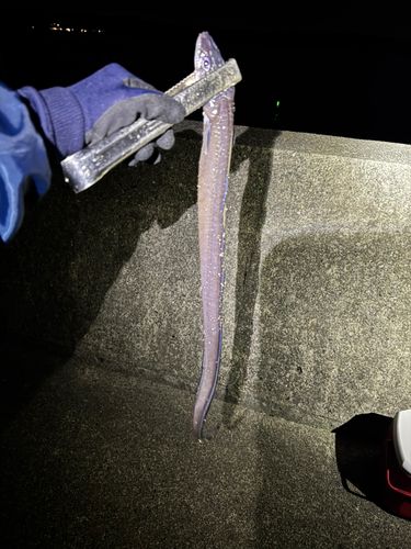 クロアナゴの釣果