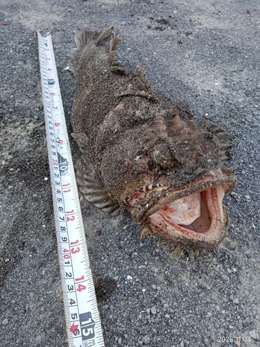 トウベツカジカの釣果