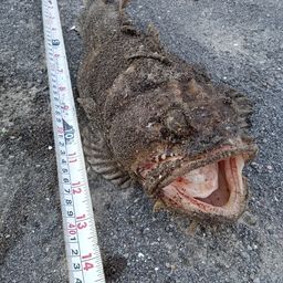 トウベツカジカ