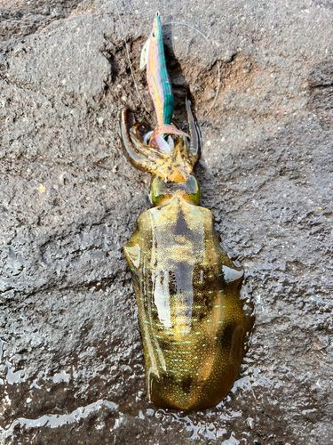 アオリイカの釣果