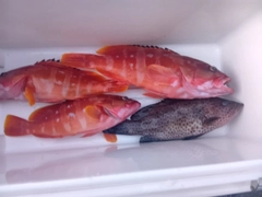 アカハタの釣果