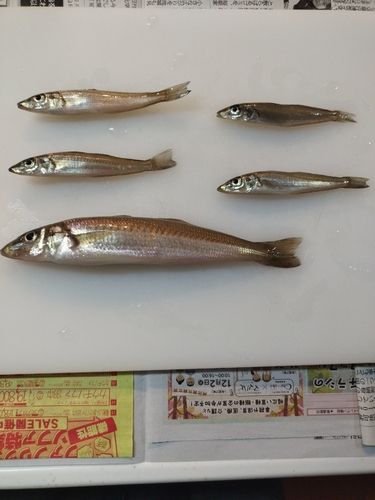 館山湾