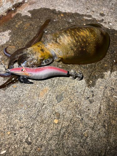 アオリイカの釣果