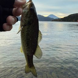 ラージマウスバス