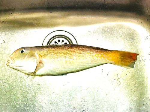 シロアマダイの釣果