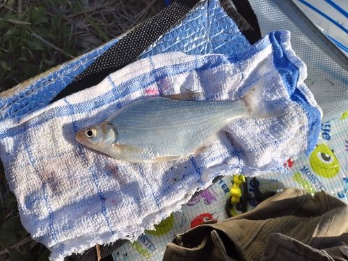 ダントウボウの釣果