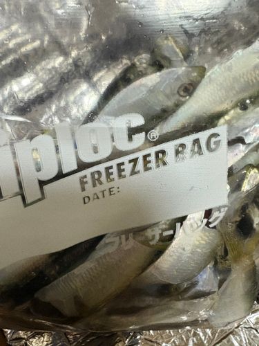 若洲海浜公園海釣り施設