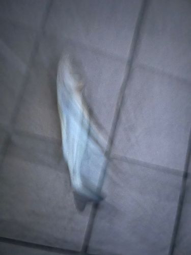 セイゴ（タイリクスズキ）の釣果