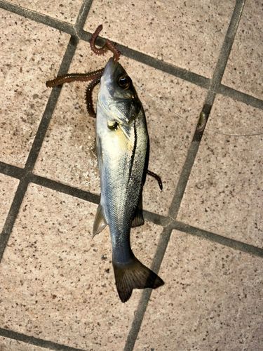 セイゴ（タイリクスズキ）の釣果