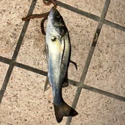 セイゴ（タイリクスズキ）