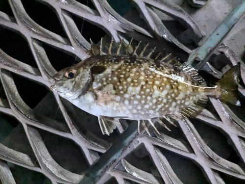 本牧海づり施設