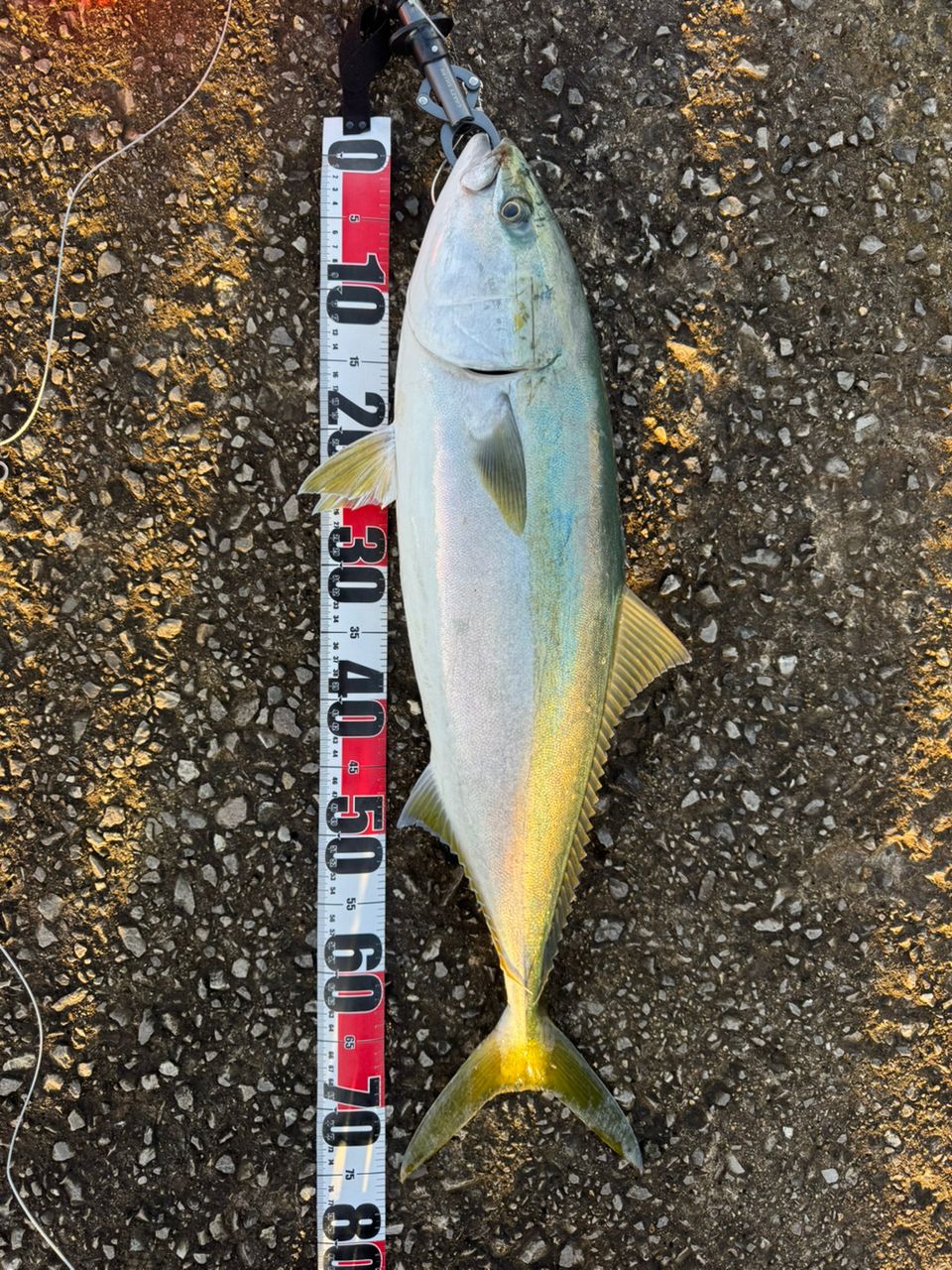 SHIMANO 22セフィア BB S86MLの最安値・インプレ・釣果 | 本音の