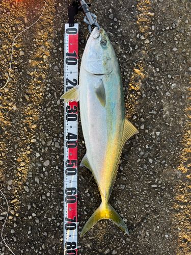 南港魚つり公園