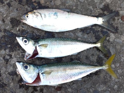 サバの釣果