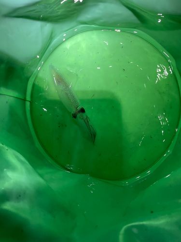 マメイカの釣果