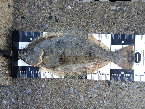 ヒラメの釣果