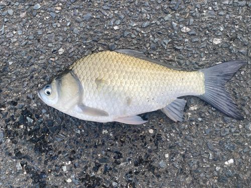 ヘラブナの釣果