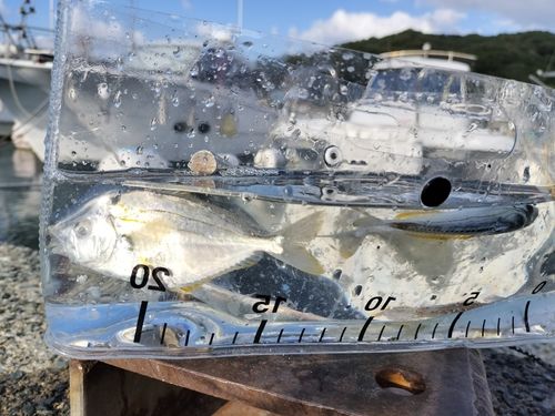 ヒイラギの釣果