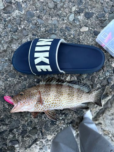 オオモンハタの釣果