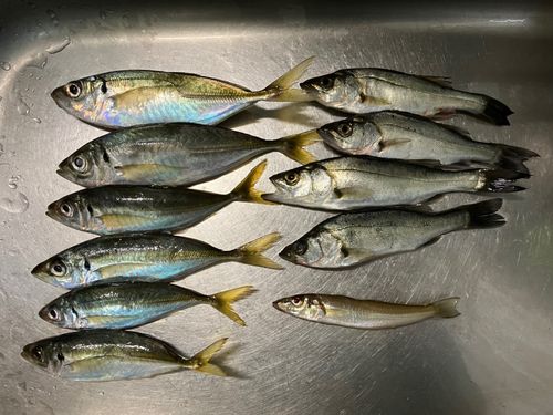 アジの釣果
